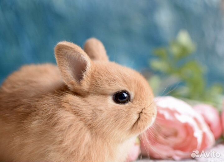 Ваш карликовый кролик