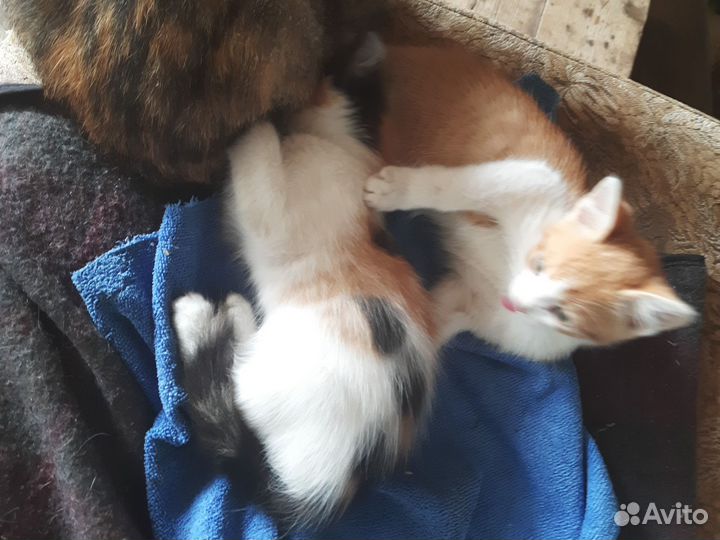 Котята 2,5 м,Карамелька и Компот ищут дом