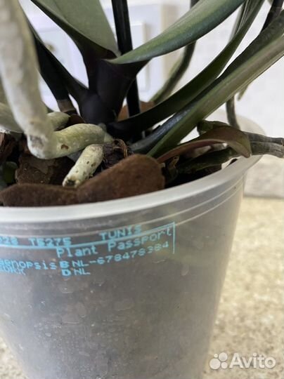 Орхидея фаленопсис Тунис