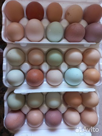 Инкубационное яйцо и цыплята