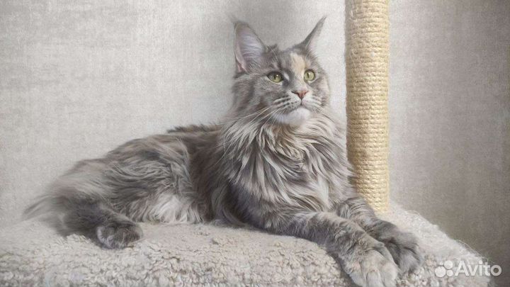 Котята Мейн-кун