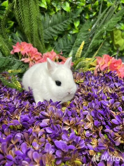 Мини кролики ручные