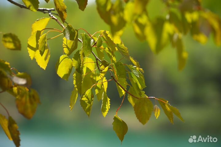 Инструктор по туризму, пвд* Подмосковье