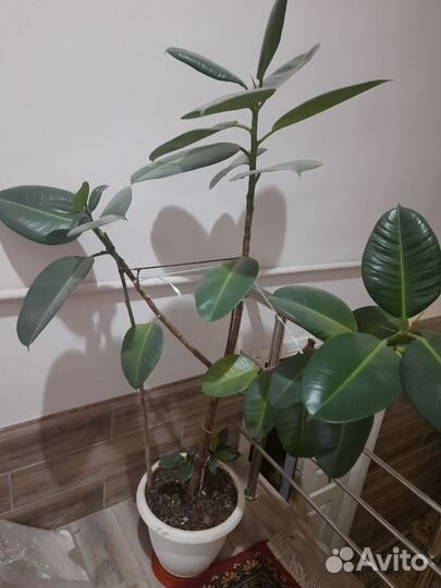 Фикус каучуконосный эластика