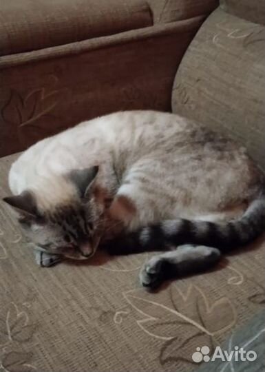 Красивая кошка