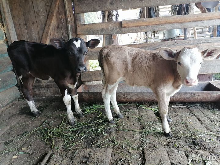 Обменяю тёлочку на бычка