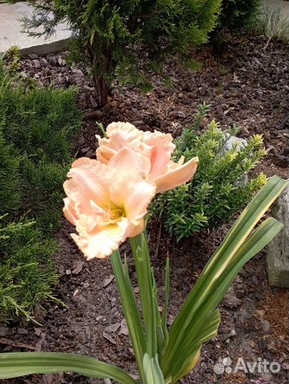 Лилейники сортовые