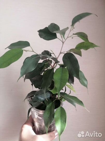 Фикусы крупнолистный, мелколистный, Букле