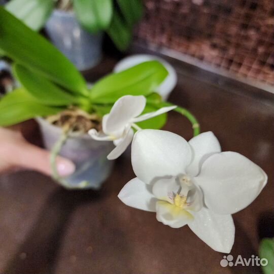 Орхидея Дикий Белый