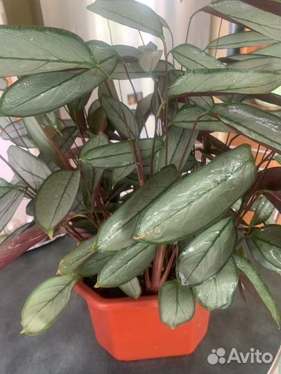 Цветы домашние в большом ассортименте