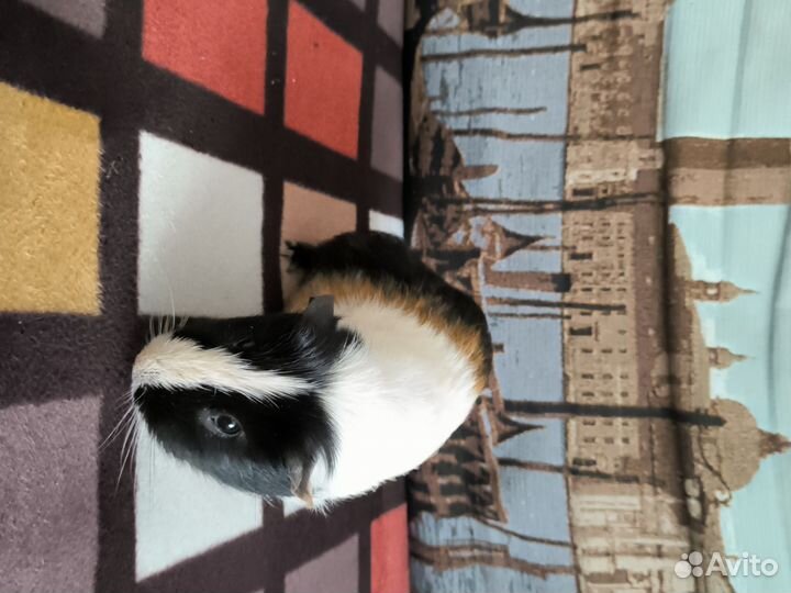 Морские свинки