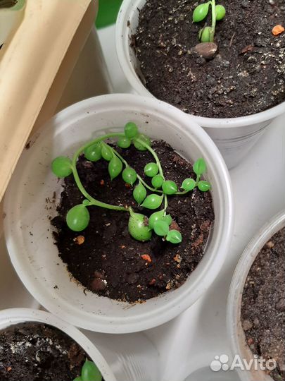 Крестовник роули