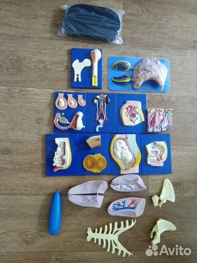 Деагостини тело человека