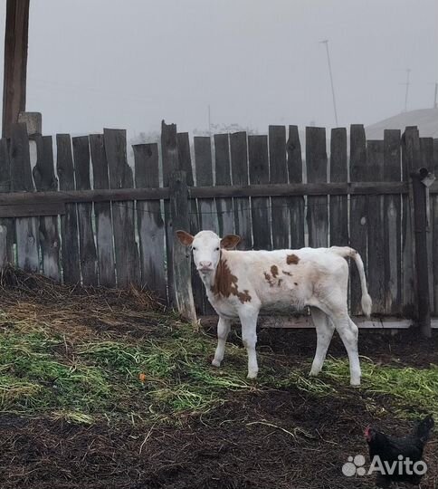 Телочка 5 месяца