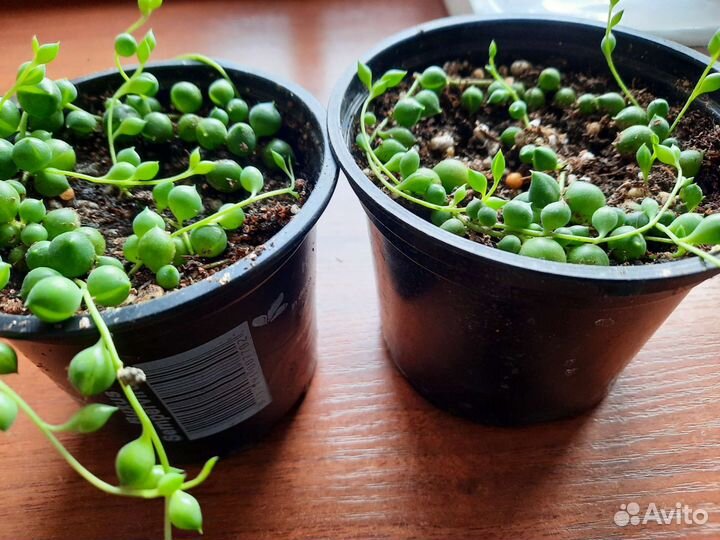 Крестовник роули