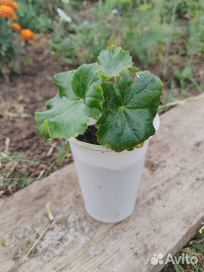 Черенки бегоний элатиор