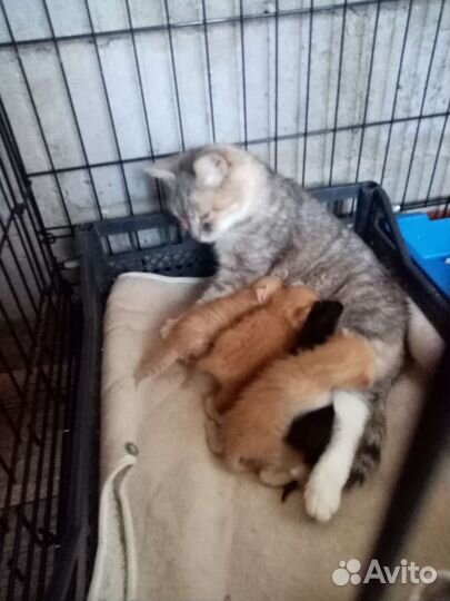 Котята и кошка в добрые руки бесплатно