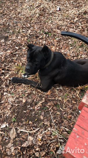 Алано эспаньола. В добрые руки