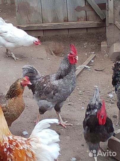 Молодые петухи