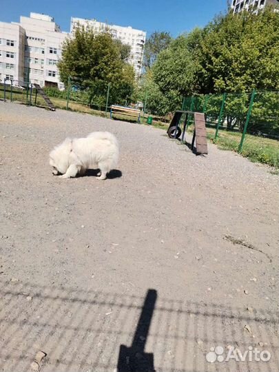 Прогулка с собакой