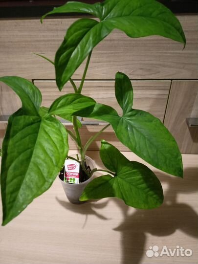 Сингониумы сортовые с хорошей генетикой