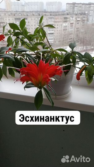 Эсхинанктус
