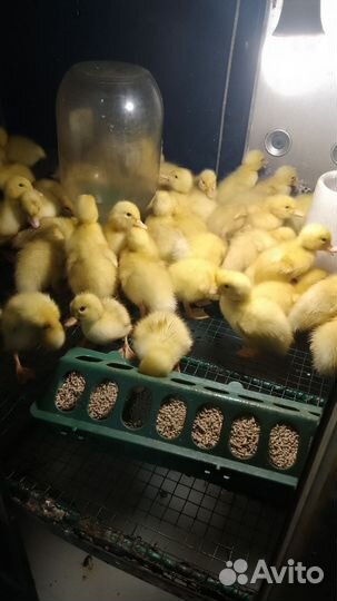 Утята суточные