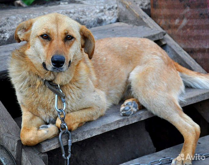 Собака в добрые руки