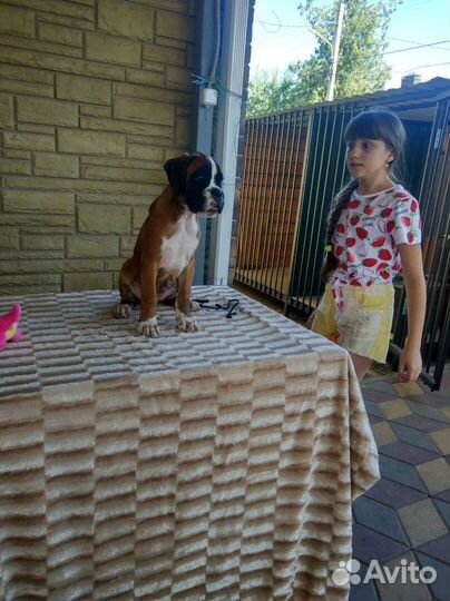 Боксёры Юниоры