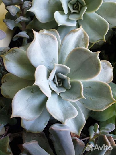 Эхеверия echeveria lilacina 12 см
