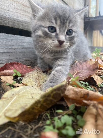 Котята