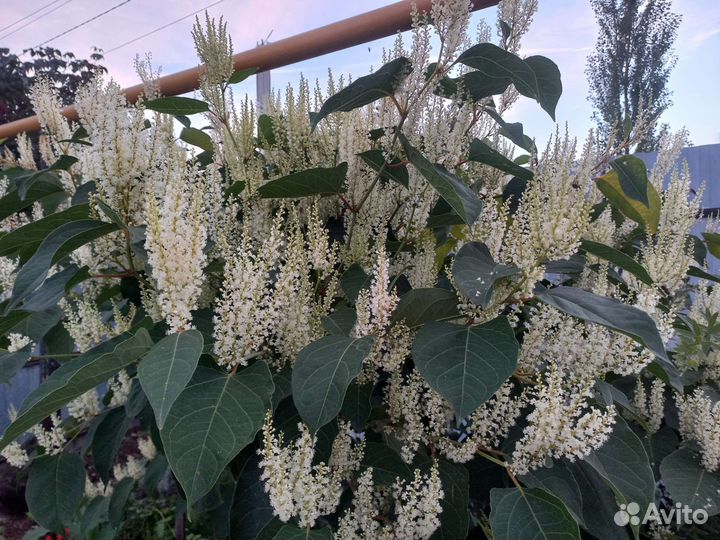 Цветы и кустарники