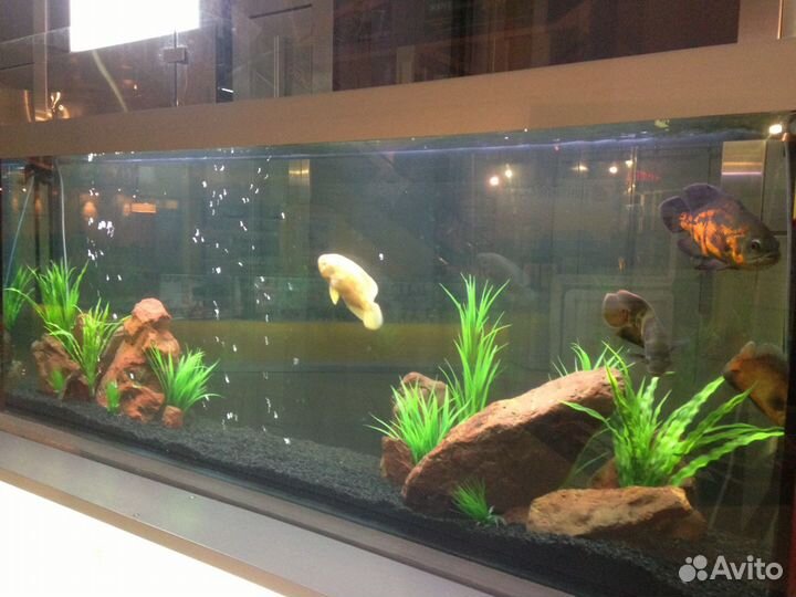 Обслуживание (чистка) аквариумов