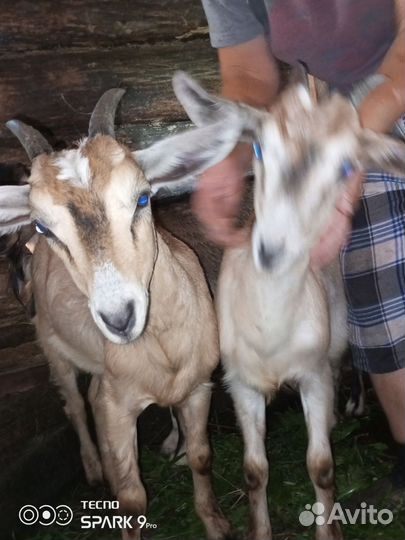 Козы породистые