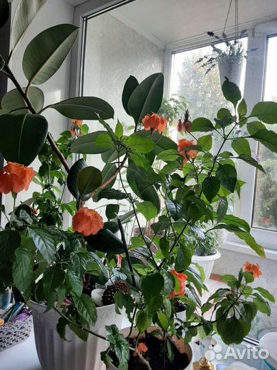 Цветы кроссандра