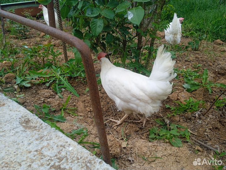 Куры несушки