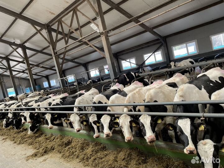 Нетели Телки чистопородные племенные молочные