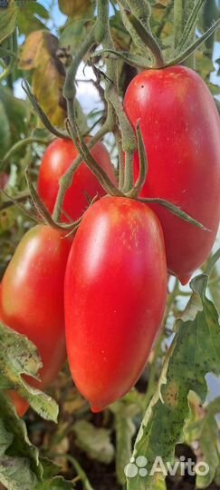 Помидоры