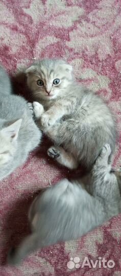 Продажа котят