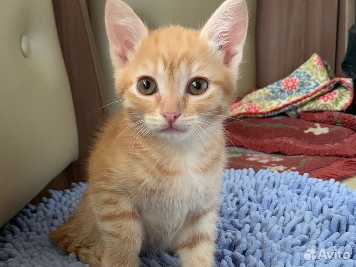 Отдам в добрые руки котенка