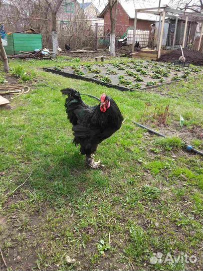 Бойцовые петухи, также брамо