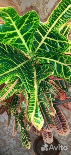 Кротон взрослое растение 130 см в фарфор горшке 6л