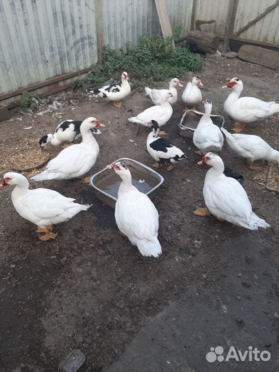 Индоутки белые