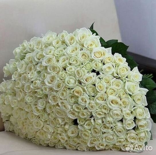 Розы гиганты 140 150 160 170 180 200