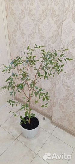 Фикус бенджамина