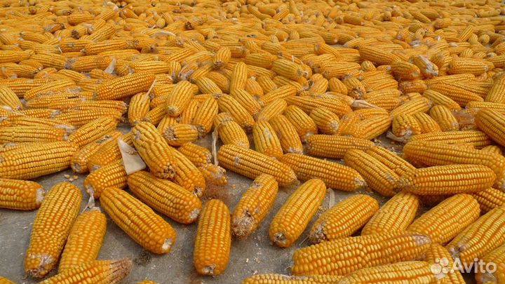 Семена кукурузы на зерно и силос Российской селекц