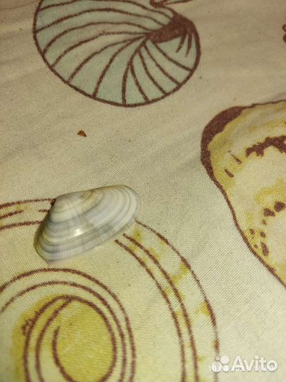 Ракушки разны