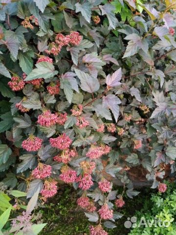 Декоративные многолетние кустарники