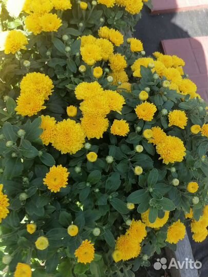 Хризантемы мультифлора