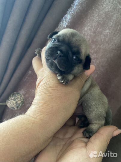 Щенки мопса